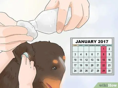 Стрижка большого швейцарского зенненхунда Шаг 16