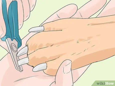 Стрижка большого швейцарского зенненхунда Шаг 17