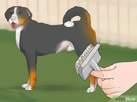 Стрижка большого швейцарского зенненхунда Шаг 2