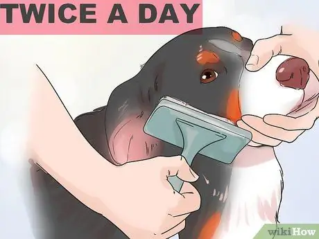 Стрижка большого швейцарского зенненхунда Шаг 5