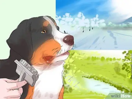 Стрижка большого швейцарского зенненхунда Шаг 6