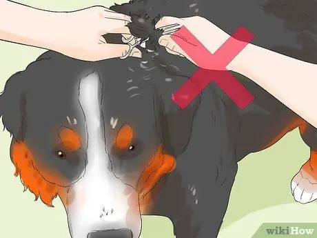 Стрижка большого швейцарского зенненхунда Шаг 7