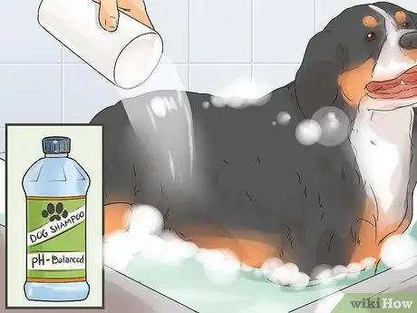 Стрижка большого швейцарского зенненхунда Шаг 9