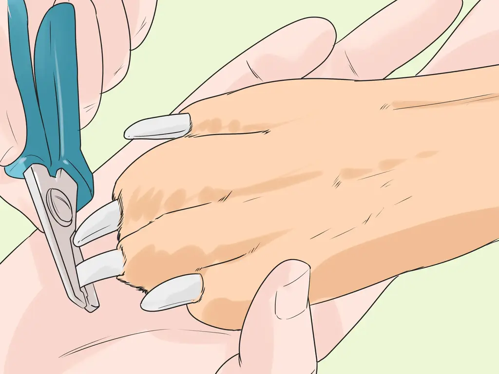 3 способа стрижки большого швейцарского зенненхунда