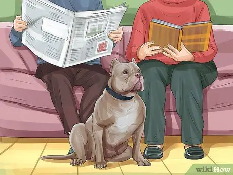 Принять Питбуля Шаг 1