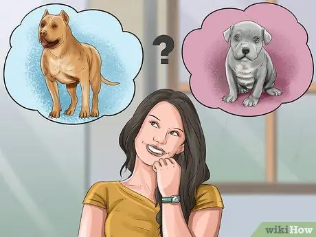 Принять Питбуля Шаг 2