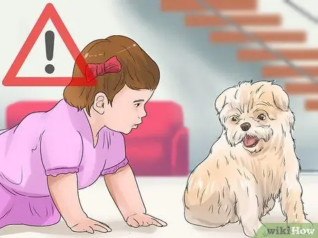 Уход за аффенпинчером Шаг 10