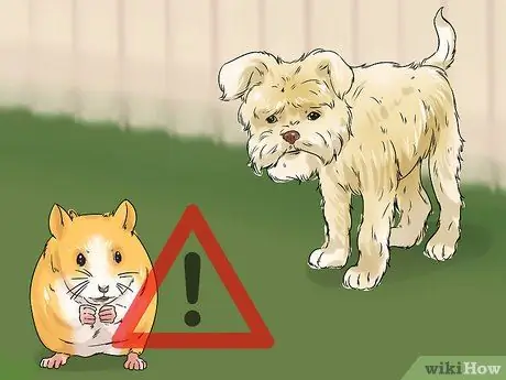 Уход за аффенпинчером Шаг 11