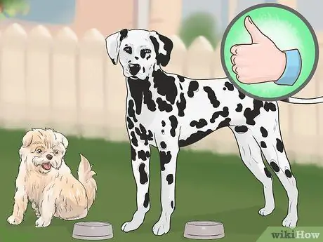 Уход за аффенпинчером Шаг 12