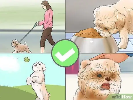 Уход за аффенпинчером Шаг 3