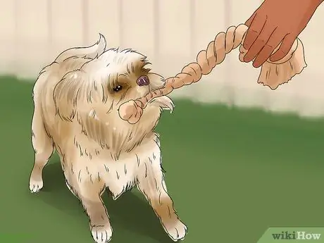 Уход за аффенпинчером Шаг 7