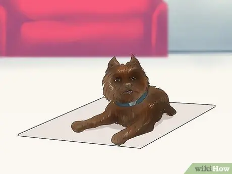 Уход за аффенпинчером Шаг 8