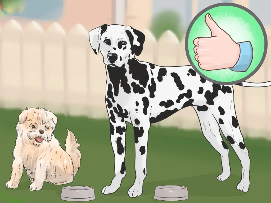 3 способа ухода за аффенпинчером