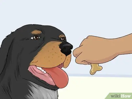 Ухаживаем за тревожной собакой Шаг 11