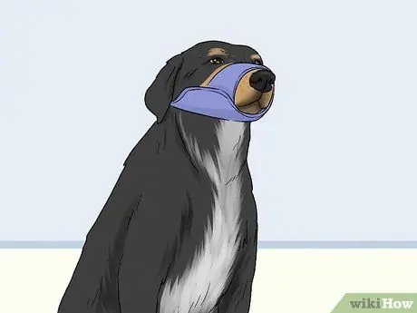 Ухаживаем за тревожной собакой Шаг 12