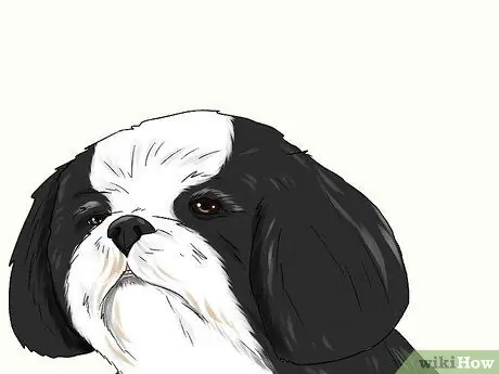 Ухаживаем за тревожной собакой Шаг 15