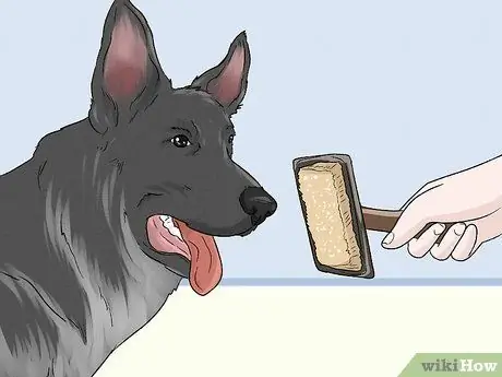 Ухаживаем за тревожной собакой Шаг 3