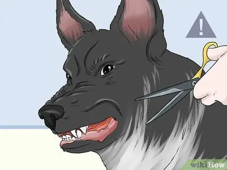 Ухаживать за тревожной собакой Шаг 4