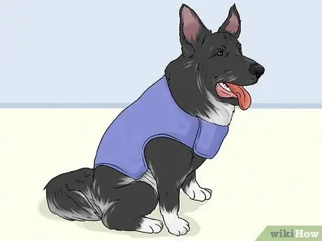 Ухаживайте за тревожной собакой Шаг 5