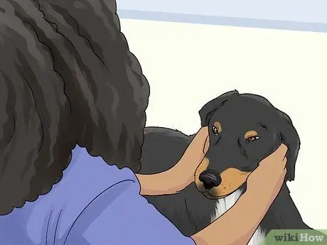 Ухаживать за тревожной собакой Шаг 8