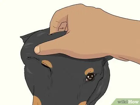 Ухаживаем за тревожной собакой Шаг 9