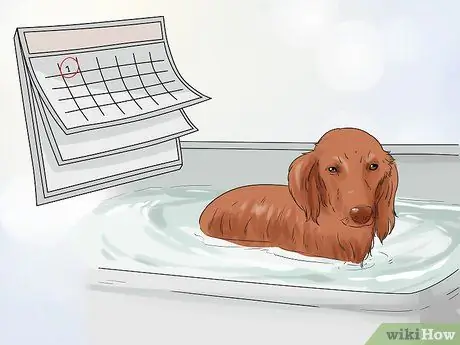 Ухаживайте за тонкошерстной собакой Шаг 10