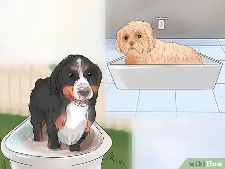 Уход за собакой с тонкой шерстью Шаг 11