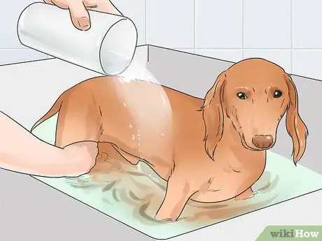 Уход за собакой с тонкой шерстью Шаг 13