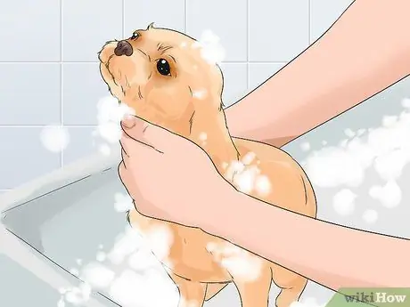 Ухаживайте за тонкошерстной собакой Шаг 14