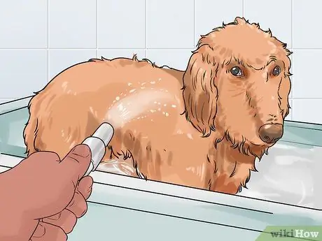 Уход за собакой с тонкой шерстью Шаг 15