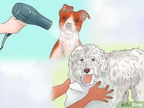 Ухаживаем за тонкошерстной собакой Шаг 16