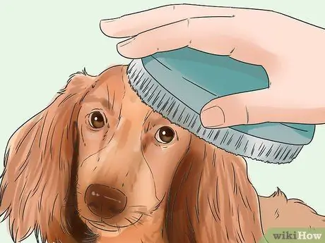 Уход за собакой с тонкой шерстью Шаг 5