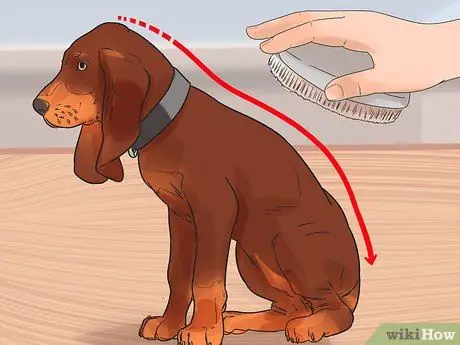 Уход за собакой с тонкой шерстью Шаг 6