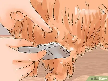 Уход за собакой с тонкой шерстью Шаг 7