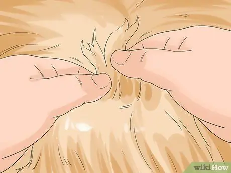 Уход за собакой с тонкой шерстью Шаг 8