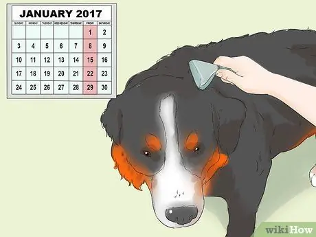 Уход за собакой с тонкой шерстью Шаг 9