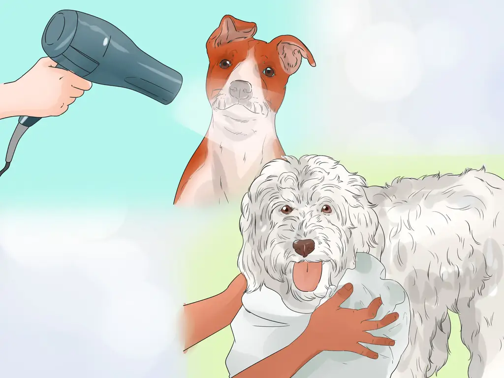 3 способа ухаживать за тонкошерстной собакой