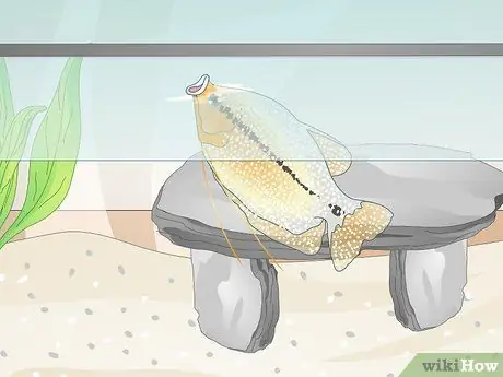 Уменьшите содержание хлора в аквариуме Шаг 12