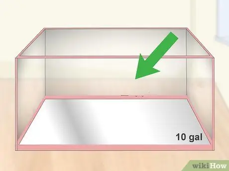 Уход за Crowntail Betta Fish Шаг 1