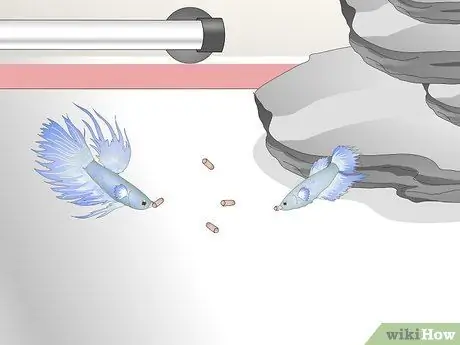 Уход за Crowntail Betta Fish Шаг 10