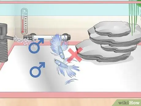 Уход за Crowntail Betta Fish Шаг 12