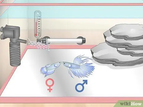 Уход за Crowntail Betta Fish Шаг 13