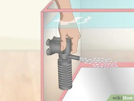 Уход за Crowntail Betta Fish Шаг 3