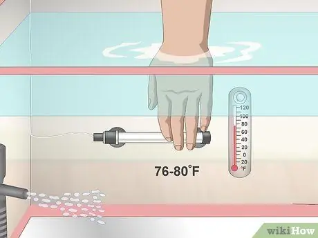 Уход за Crowntail Betta Fish Шаг 4