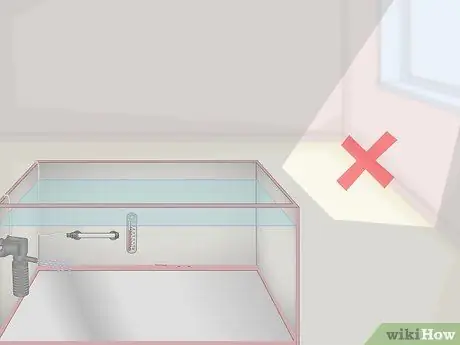 Уход за Crowntail Betta Fish Шаг 6