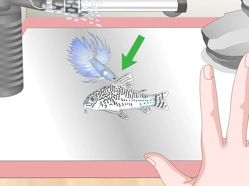 3 способа ухода за рыбкой Crowntail Betta Fish