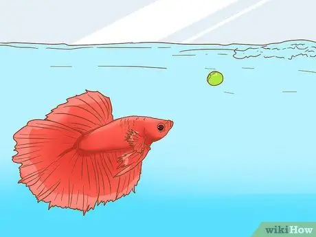 Покормить Betta Fish горохом Шаг 1