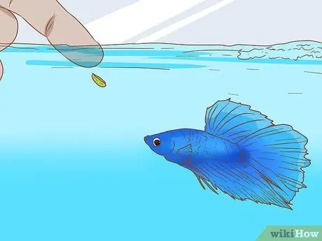 Покормить Betta Fish горохом Шаг 10