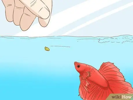 Покормить Betta Fish горохом Шаг 6