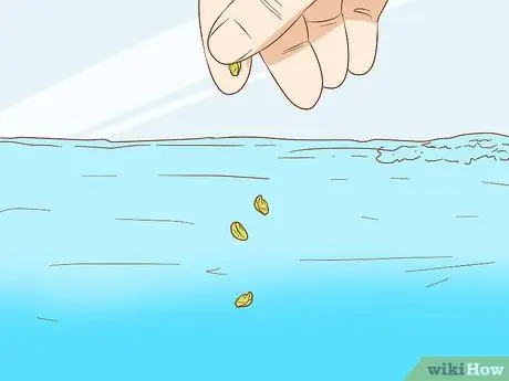 Покормить Betta Fish горохом Шаг 7